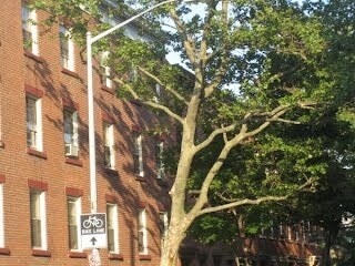 Primary Photo - 51-53 Dean St
