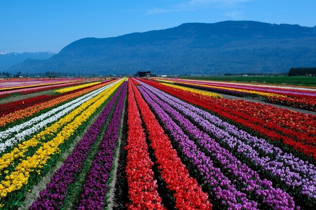 Colorful tulip fields in full bloom against a mountain backdrop.