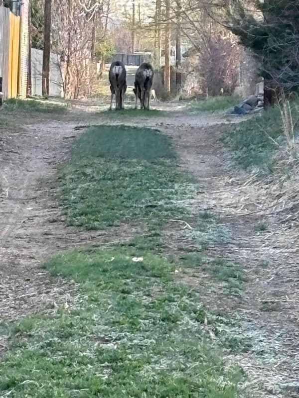 Building Photo - 205 N Hendren Ave