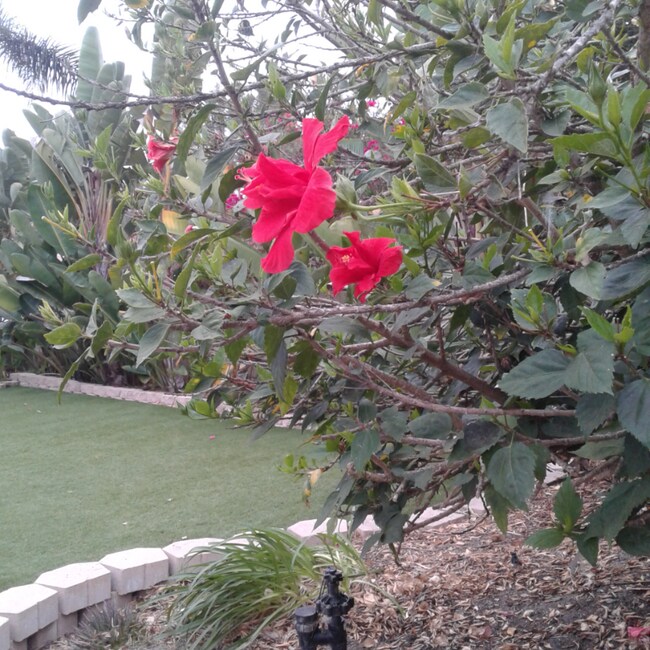 Foto del edificio - 2696 Magellan Ln