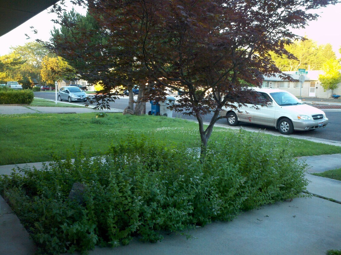 Front Yard - 479 White Cloud Dr