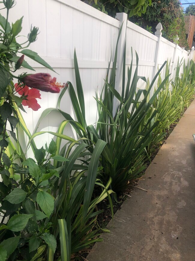 Side walkway - 4269 McClung Dr