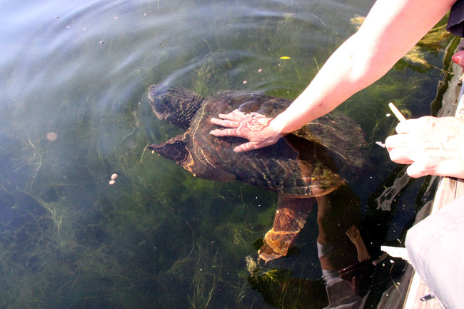 Snapper turtle at pond - Edge of the Pond