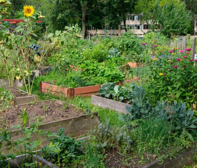 A community garden during the spring in Little Italy