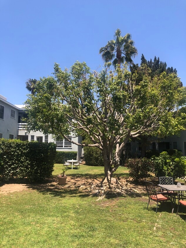 Yard and garden area - 3131 Arizona Ave