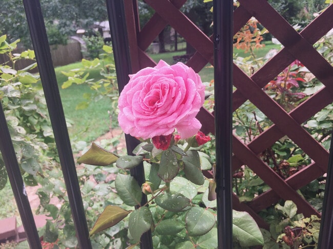 pink roses blooming - 316 SW Stoneybrook Ln