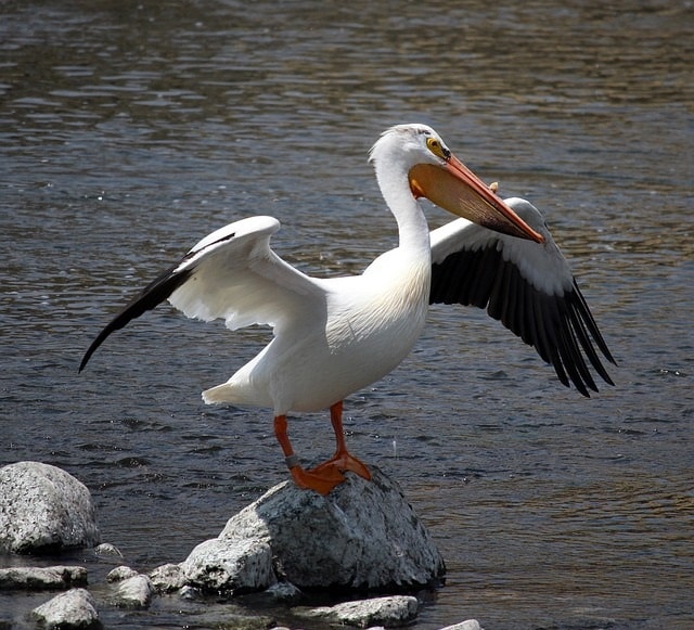 A pelican on the Fox River