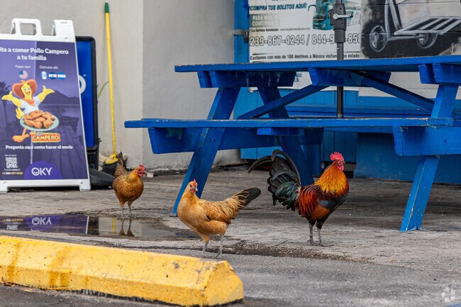 Immokalee is known for its free-roaming chickens.