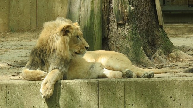 The National Zoo is the oldest zoo in the nation