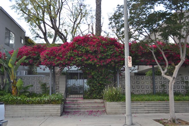 Entrada al patio - 10805 Camarillo St