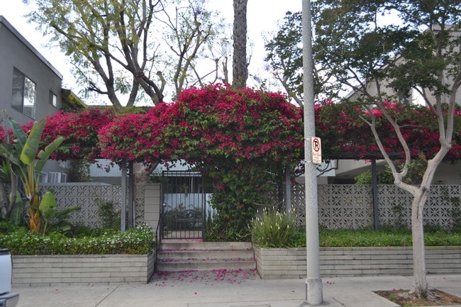Courtyard Entrance - 10805 Camarillo St