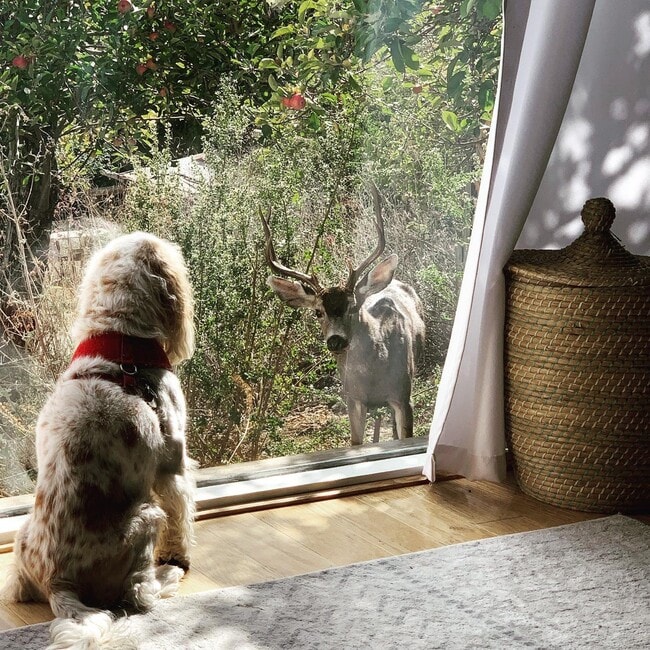 Curious local (real pic) - 3333 Fern Flat Rd