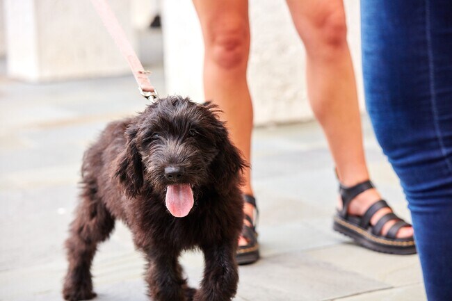 Comunidad que admite mascotas con Dog Trot cercado y lavado de mascotas al aire libre. - The Henslow Daniel Island Apartments & Tow...