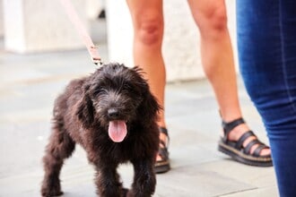 Building Photo - The Henslow Daniel Island Apartments & Townhomes