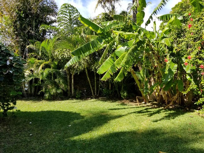 Backyard - 1656 S Kihei Rd