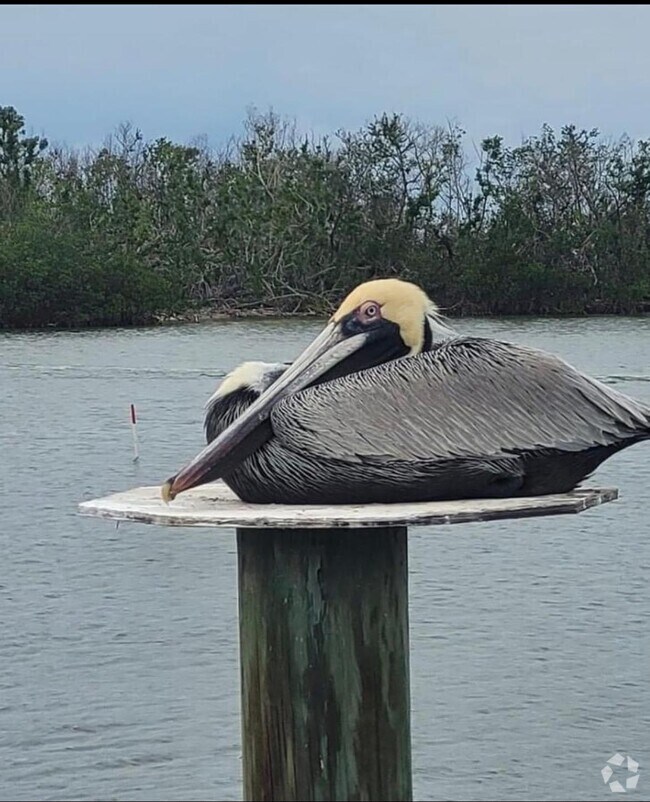 Apartments For Rent in Matlacha, FL 7 Rentals