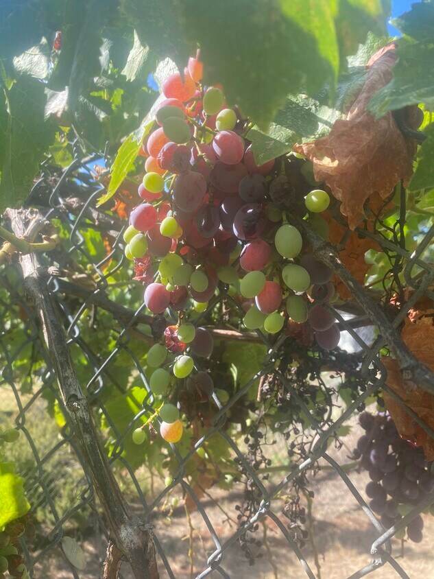 24065 Tokayana Way, Colfax, CA 95713 House for Rent in Colfax, CA