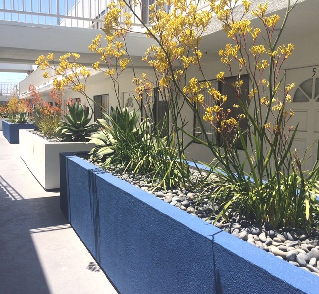 Hermosos naranja y amarillo para mascotas, Kangaroo plantas en macetas con blanco y azul - Chadron Apts