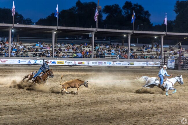 Cowboys showcase their cattle experience at the Annual Rodeo and Colorado State Fair.