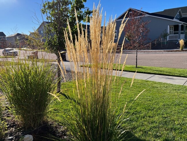 Home Front Yard w Neighborhood - 7238 Fauna Glen Dr