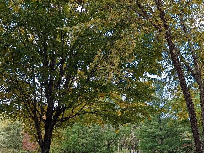 View from deck - 108 Stonebrook Rd