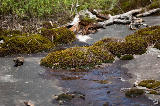 Arabia Mountain National Heritage Area has a unique biome filled with many rare plants.