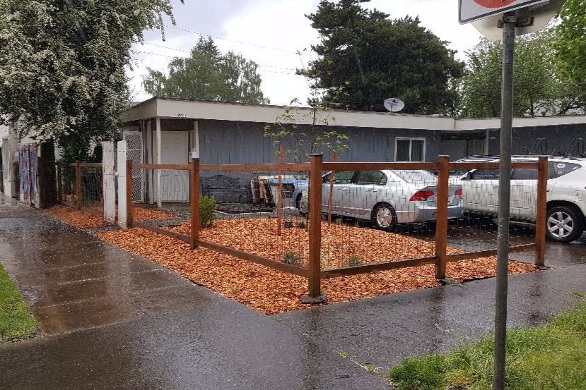 native plants - 9515-9519 N Mohawk Ave