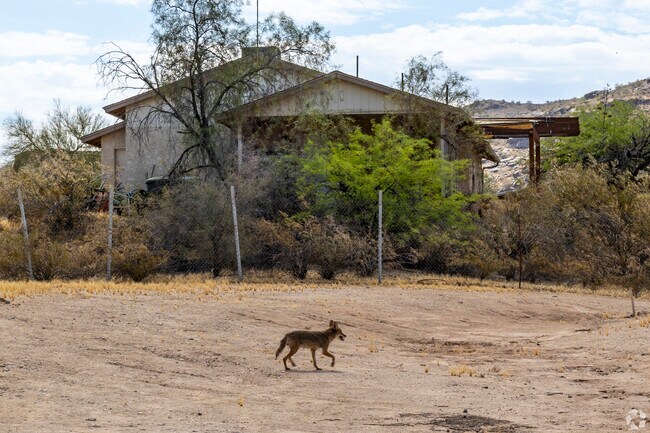 Coyotes and other wildlife can frequently be seen around South Phoenix.