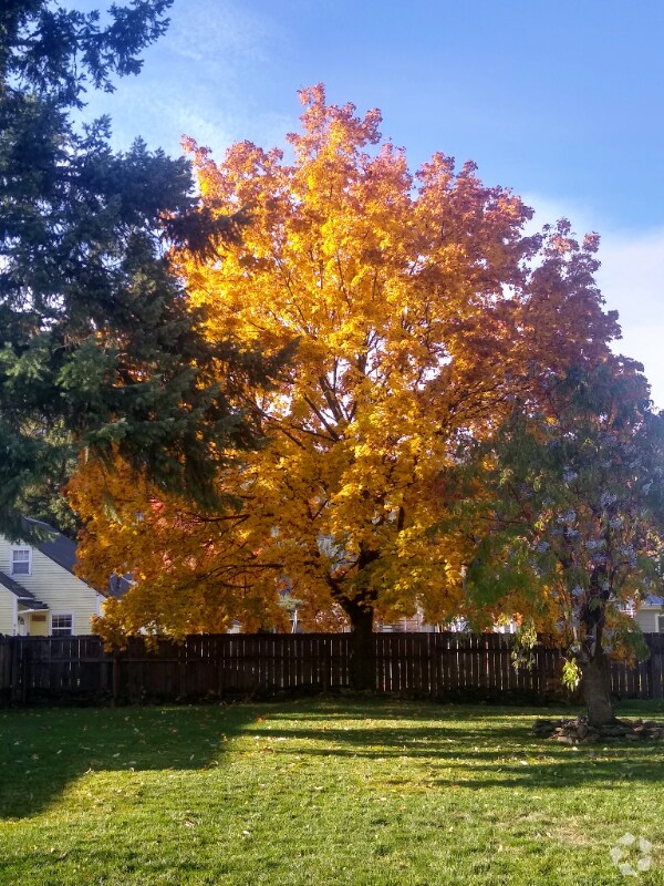 Pet Friendly Apartments For Rent in Kellogg, ID 5 Rentals