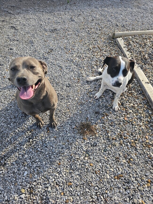 Pet friendly - 127 E Park Ave