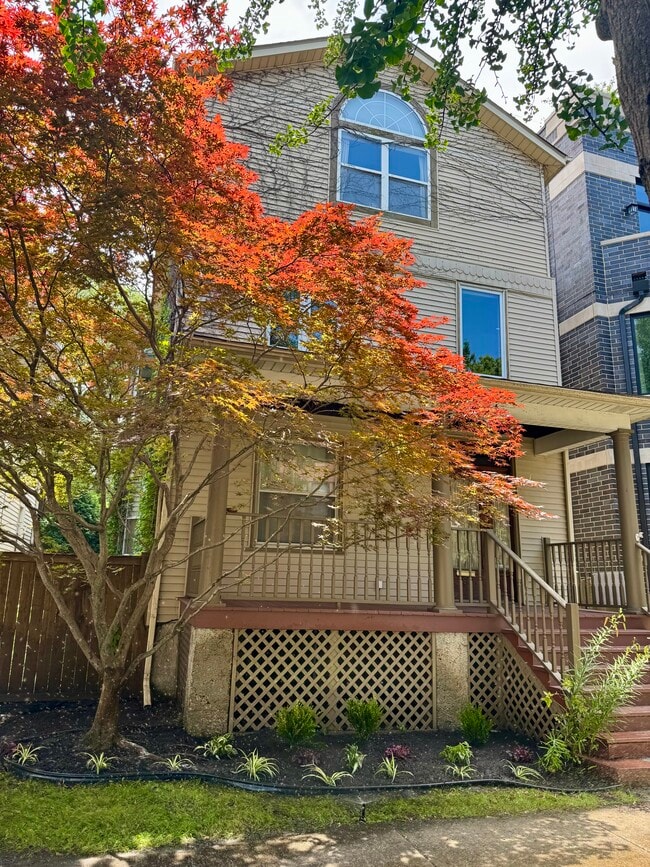 front maple tree - 1843 W Waveland Ave