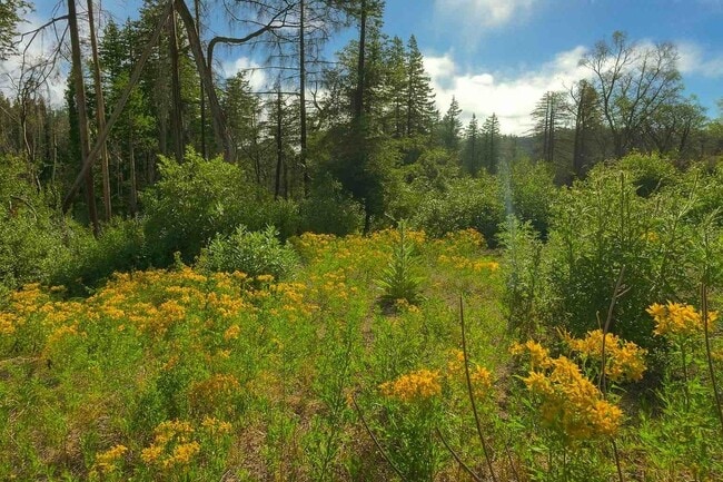 Foto del edificio - 297 Robles Dr