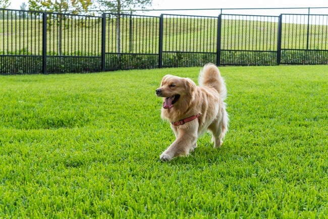 Dog Park - SoLe Mia Rentals