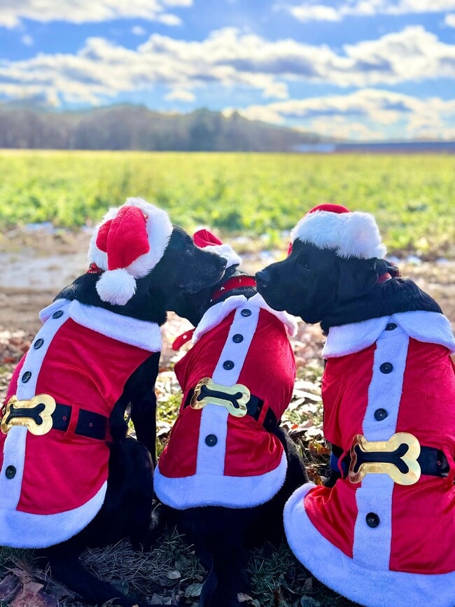 Building Photo - 3703 Clay Pond Rd