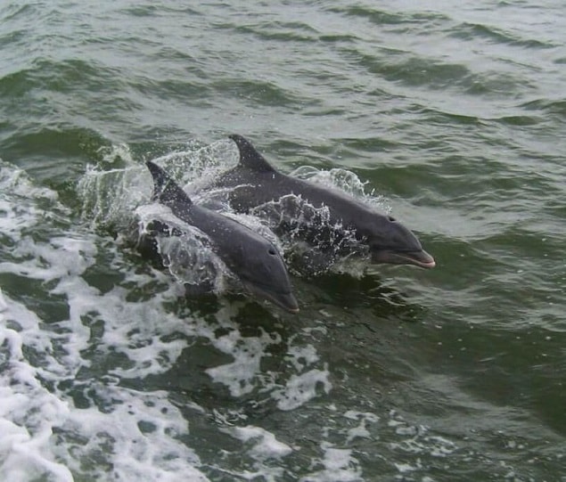 Dolphin-watching is offered by the South Padre Island Dolphin Research & Sea Life Nature Center