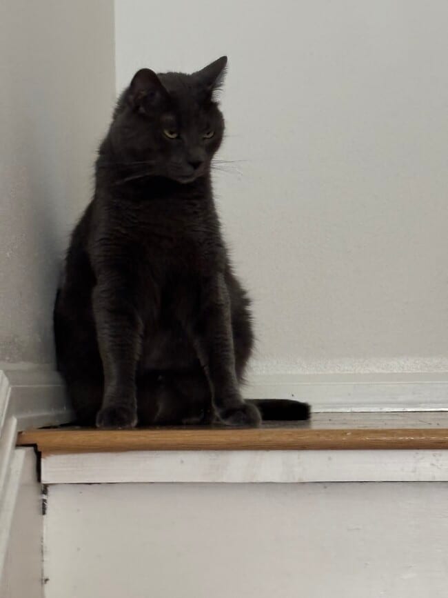 ¡Azzy! - 1515 Harrison Ave