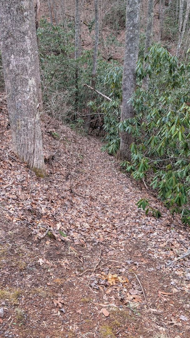 Building Photo - Cabin in the Woods (way up in the woods)
