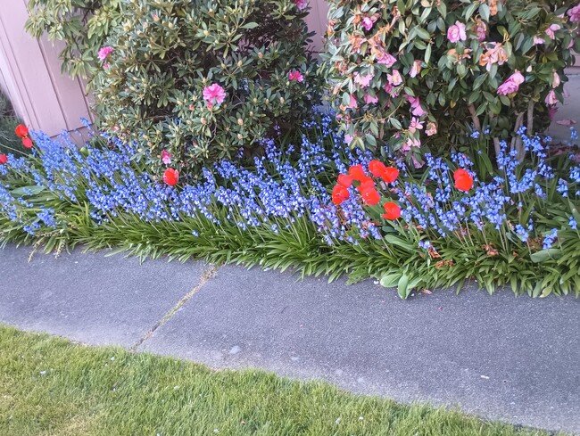 A variety of springtime flower bulbs - 1574 Collins Rd