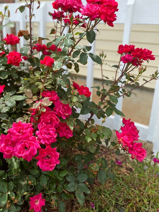 Foto del edificio - 5932 Shady Grove Cir