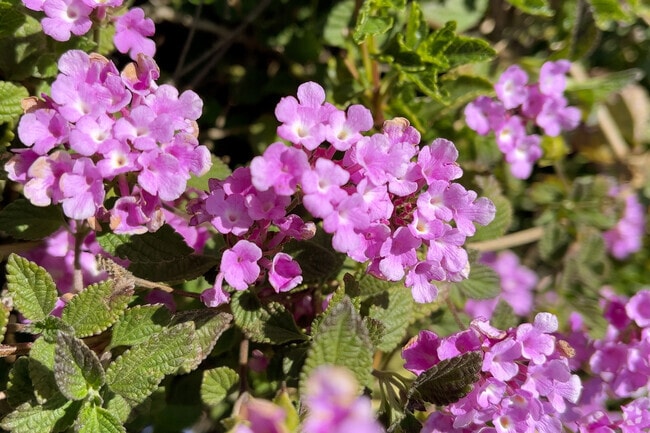 The beautiful yet simple flora that blooms for Stanton.