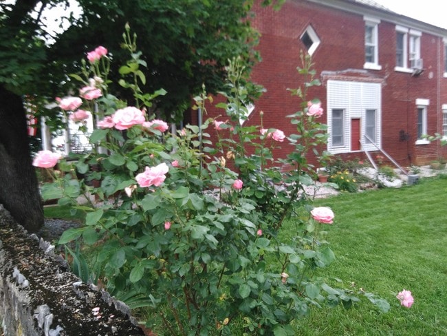 side view garden/yard - 900 Virginia Ave
