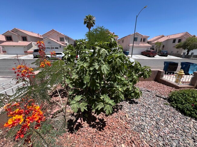 Front Yard - 1225 Olvera Way