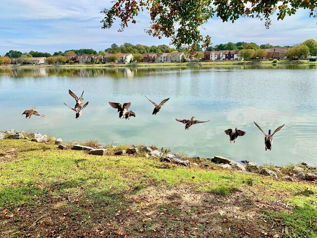 Foto del edificio - READY NOW!! Completely Updated 3-Bedroom Townhome in Kempsville Lake! Fenced Backyard - Pet Frien...