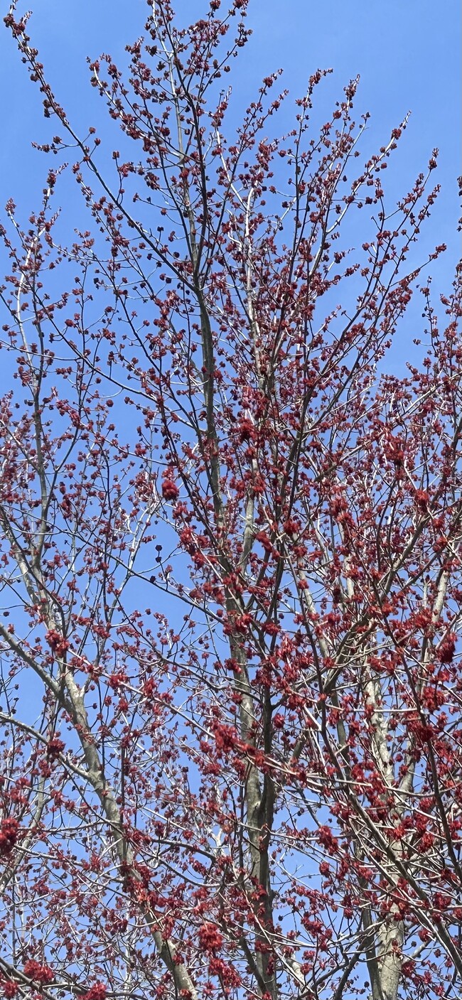 Beautiful trees next door. - 203 Reibold Rd