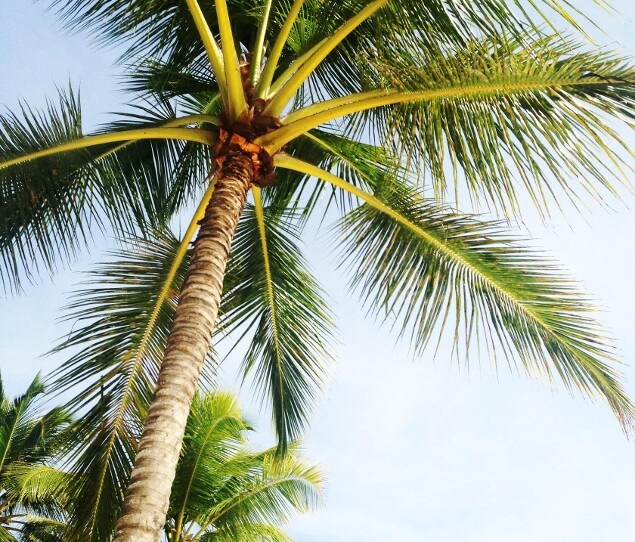 Relax beneath the palm trees in Doral