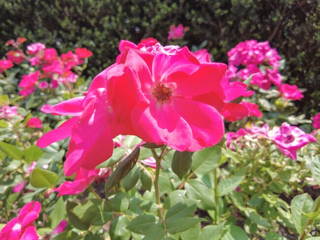 Smell the array of roses that are through out Belmont Greene neighborhood.