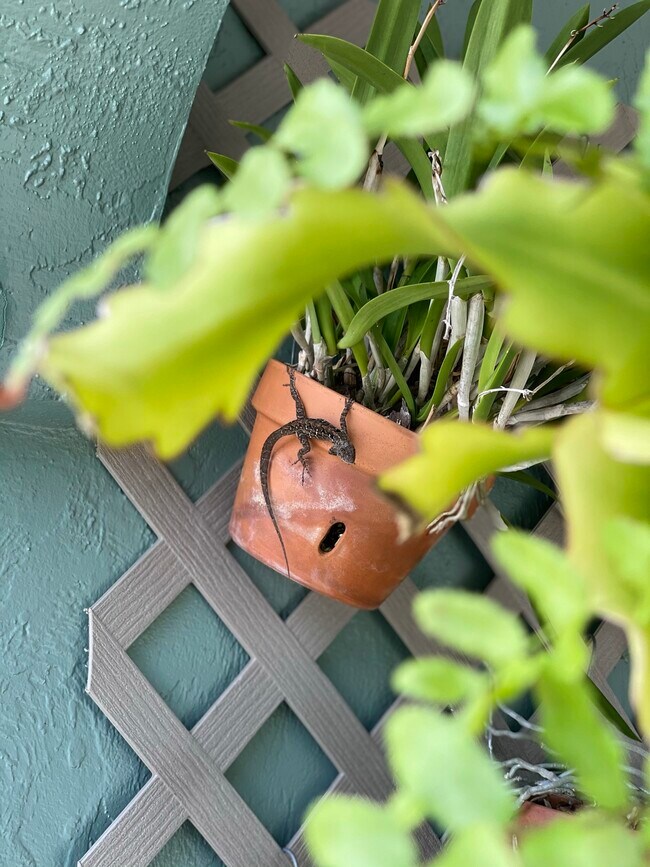 Foto del edificio - 2227 Pineland Dr