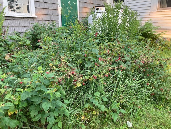 raspberries bushes near barn - 176 Bagley Hill Rd