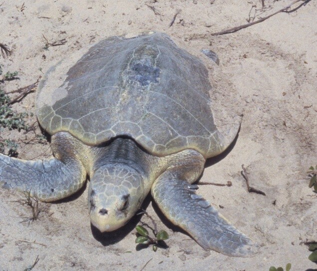 The critically endangered Atlantic ridley sea turtle on Padre Island National Seashore