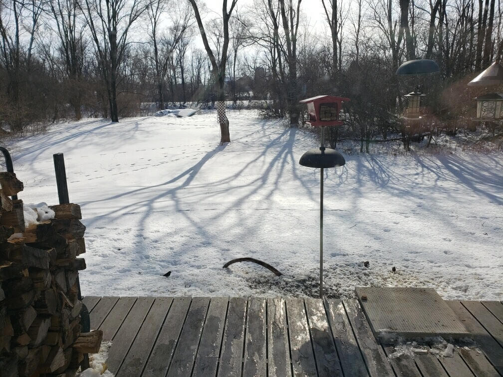 Backyard - 17601 Washington St